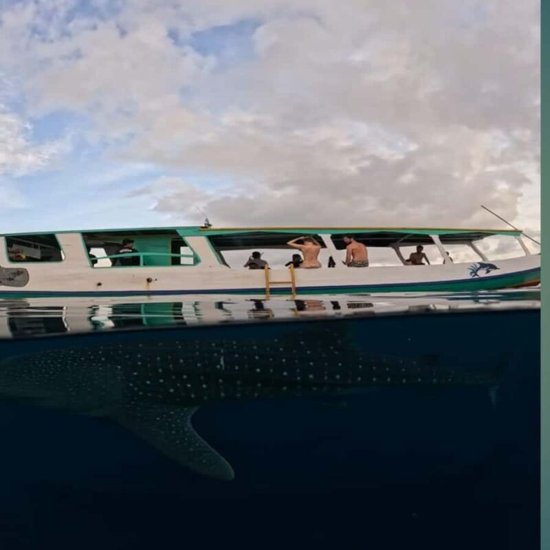Swim with Whale Sharks 2D1N LombokSumbawa Sharing - Good To Know