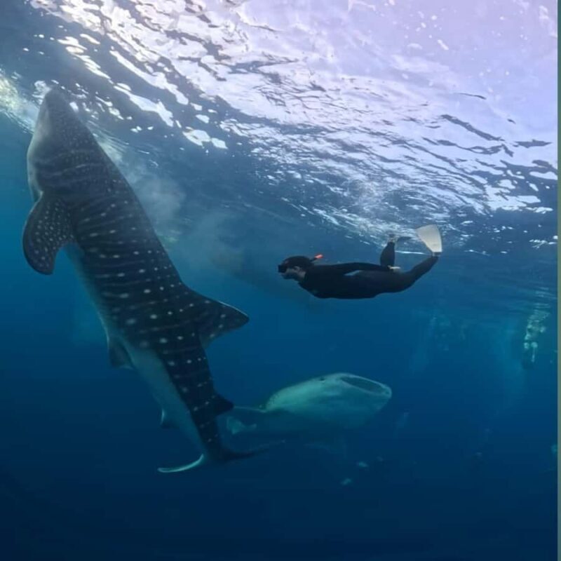 Swim with Whale Sharks 2D1N LombokSumbawa Sharing - Transportation, Timing, and Group Size
