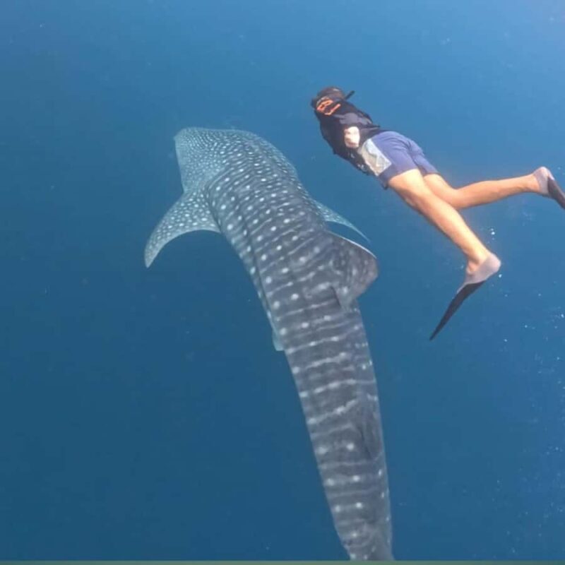 Swim with Whale Sharks 2D1N LombokSumbawa Sharing - What Travelers Love & Consider
