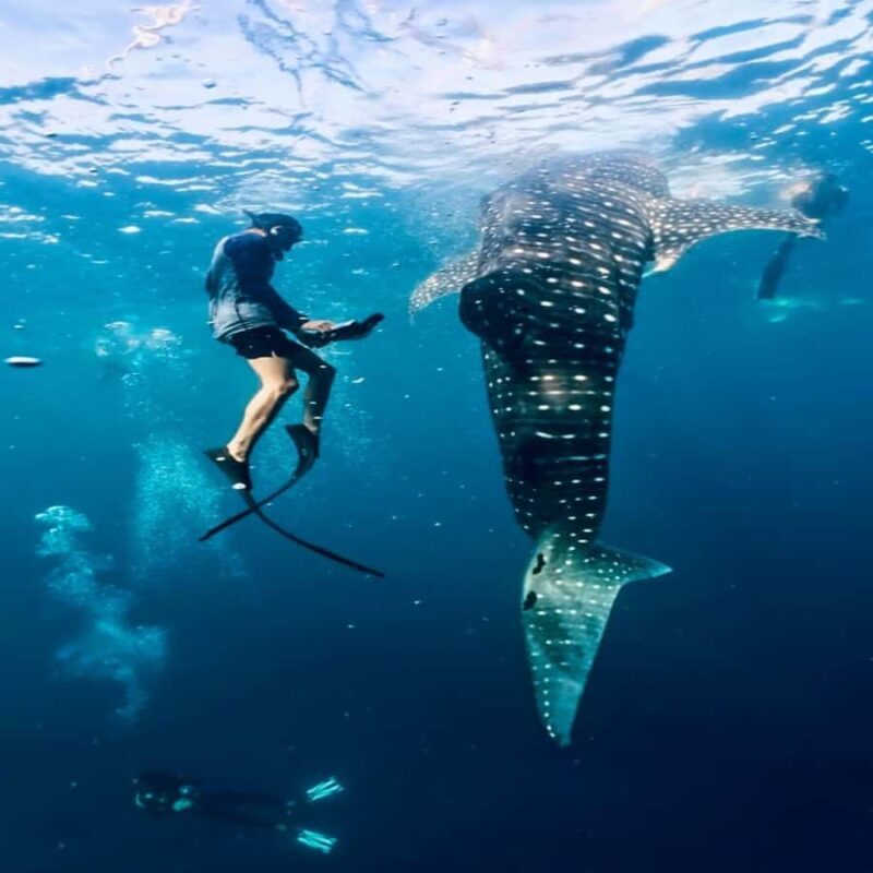 Swim with Whale Sharks 2D1N LombokSumbawa Sharing - Transportation, Timing, and Group Dynamics