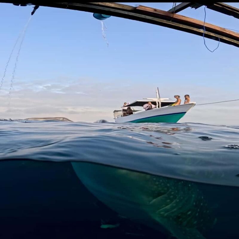 Swim with Whale Sharks 2D1N LombokSumbawa Sharing - Practical Tips for Travelers