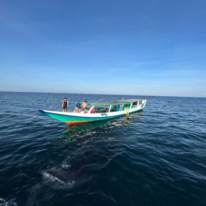 Swim with Whale Sharks 2D1N LombokSumbawa Sharing - The Sum Up