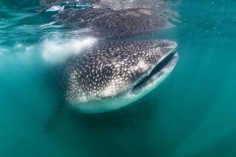 Swim with Whale Sharks in La Paz - Swim with Whale Sharks in La Paz