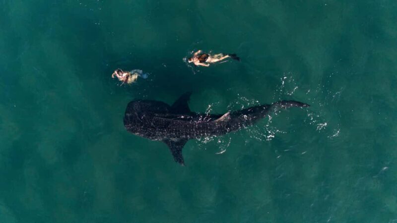 Swim with Whale Sharks in La Paz - Good To Know