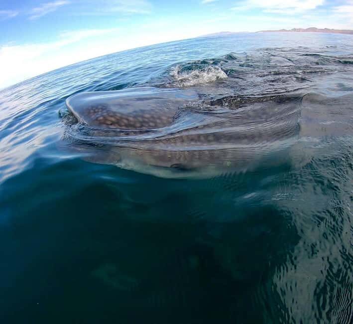 Swim with Whale Sharks in La Paz - Who Will Love This Tour?