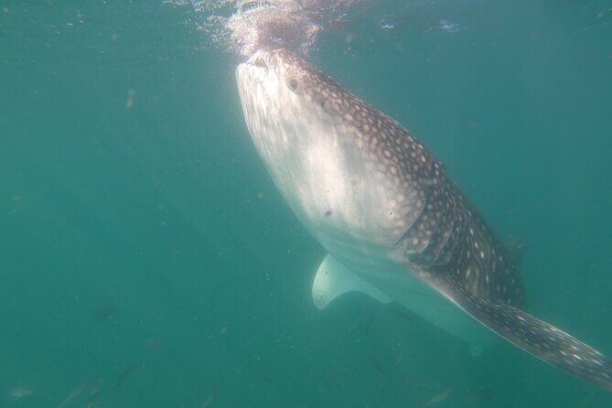 Swim with Whale Sharks in La Paz - Good To Know