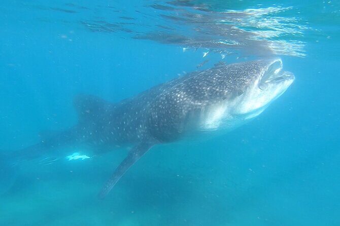 Swim with Whale Sharks in La Paz - The Sum Up