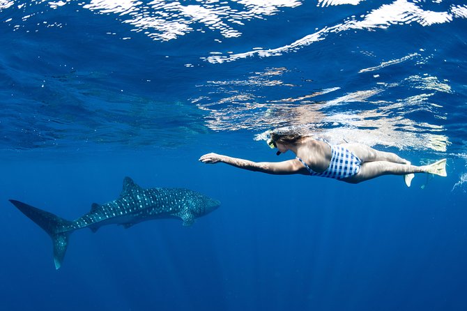 Swim With Whale Sharks in the Ningaloo Reef: 3 Island Shark Dive - The Amazing Ningaloo Reef Experience