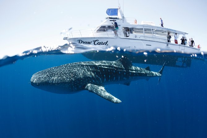 Swim With Whale Sharks in the Ningaloo Reef: 3 Island Shark Dive - Unforgettable Encounters With Marine Life