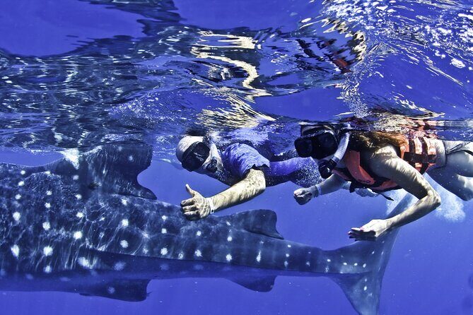 Swim with Whale Sharks & Isla Mujeres - Analyzing the Experience: What Makes It Stand Out  