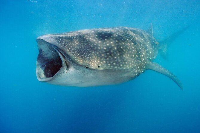 Swim with Whale Sharks & Isla Mujeres - Good To Know