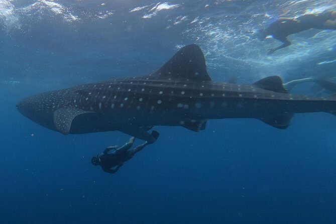 Swim with whale sharks on a private tour - Good To Know