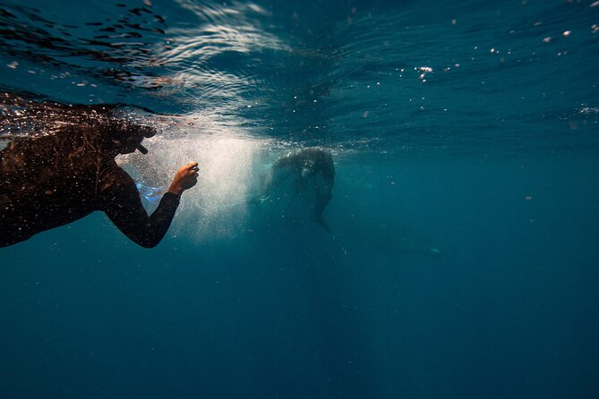 Swim With Whales Gold Coast - Excursion Details