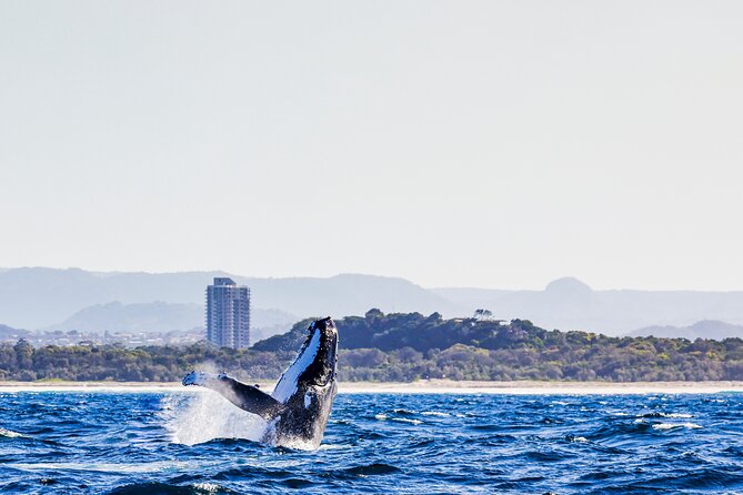 Swim With Whales Gold Coast - What to Bring