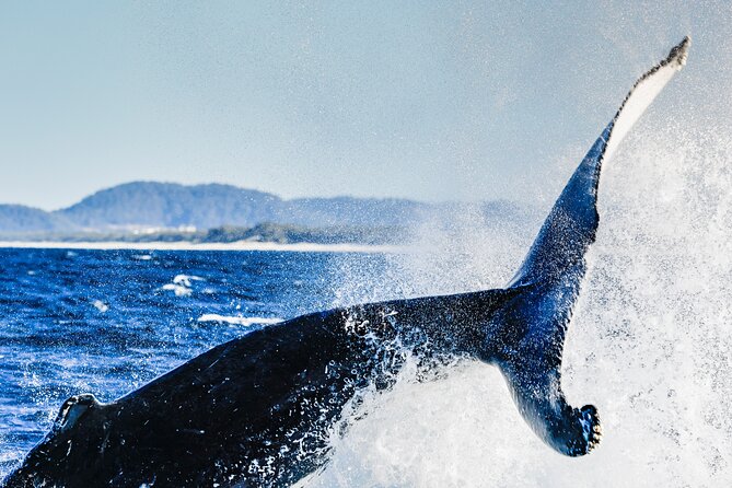 Swim With Whales Gold Coast - Customer Reviews