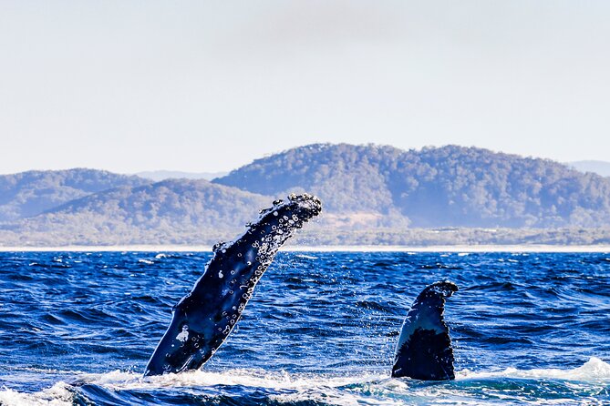 Swim With Whales Gold Coast - The Sum Up