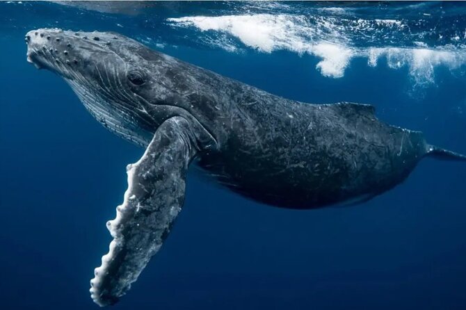 Swim With Whales in Gold Coast - Pricing and Booking