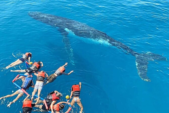 Swim With Whales in Gold Coast - Meeting and Pickup