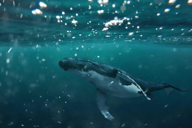 Swim With Whales in Gold Coast - Cancellation Policy