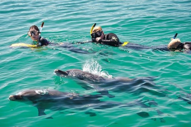 Swim With Wild Dolphins Day Tour - Overview