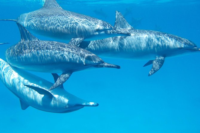 Swim With Wild Dolphins in Hurghada - Trip Details