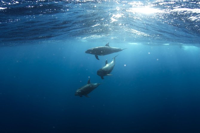 Swim With Wild Dolphins in Hurghada - Boat Relaxation