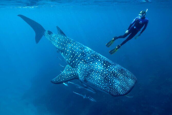 Swimming Expedition Whale Shark Departures from Cancun - Good To Know