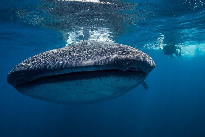 Swimming Expedition Whale Shark Departures from Cancun - The Allure of Swimming with Whale Sharks in Cancun