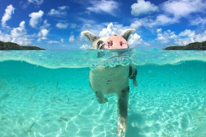 Swimming Pigs and Snorkeling Adventure on Athol Island - Introduction