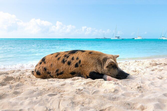 Swimming Pigs and Snorkeling Adventure on Athol Island - An In-Depth Look at the Swimming Pigs and Snorkeling Tour