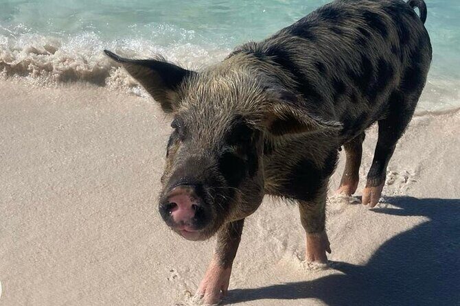 Swimming Pigs Encounter and Rose Island Beach Day Adventure - Good To Know