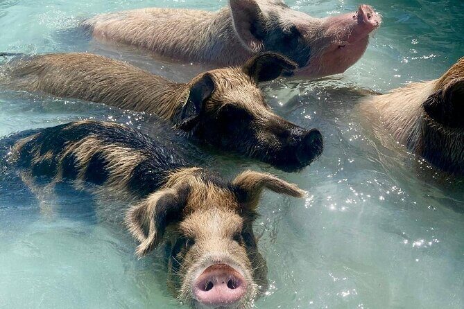 Swimming Pigs Encounter and Rose Island Beach Day Adventure - What the Reviews Reveal