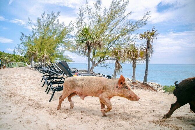 Swimming Pigs Of Rose Island & Beach Day - Group Tour - An In-Depth Look at the Tour Experience