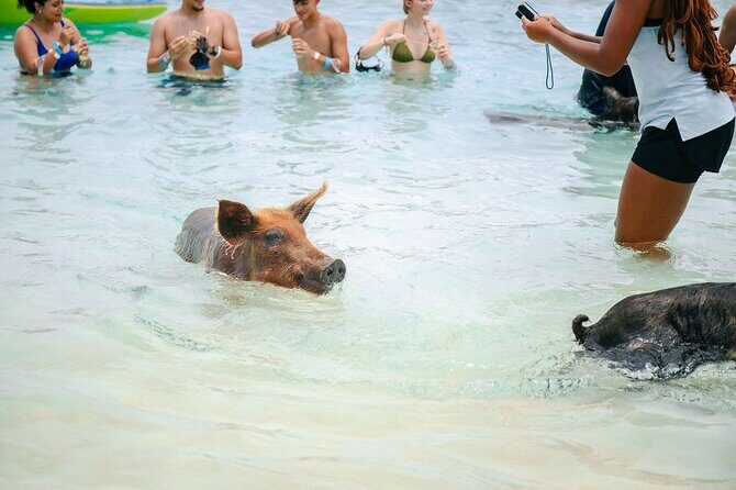 Swimming Pigs Of Rose Island & Beach Day - Group Tour - Practical Tips and Things to Keep in Mind