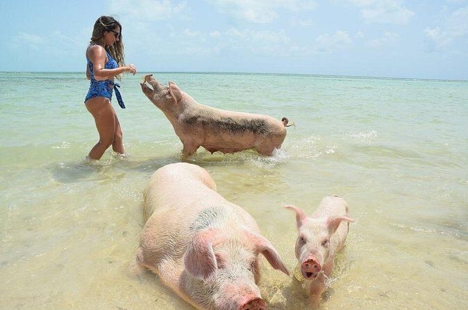 Swimming Pigs & Tour with Transportation to Rose Island - Who Should Consider This Tour?