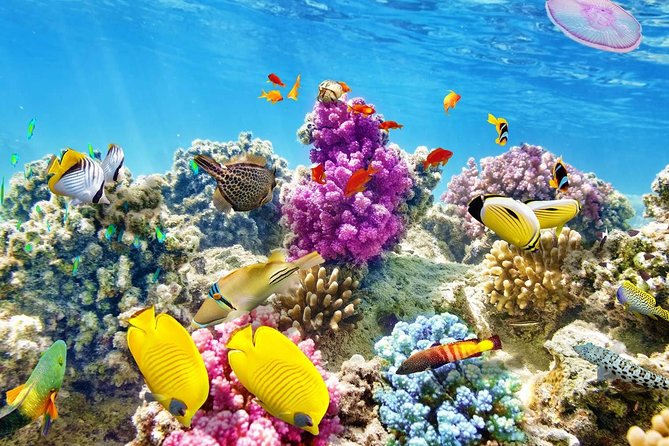 Swimming With Dolphin VIP Snorkeling Sea Trip With Lunch and Transfer - Hurghada - Trip Details and Inclusions