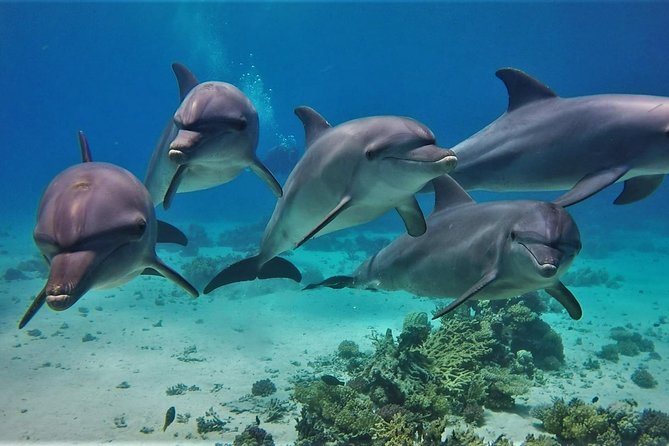 Swimming With Dolphin VIP Snorkeling Sea Trip With Lunch and Transfer - Hurghada - Meeting and Pickup Details