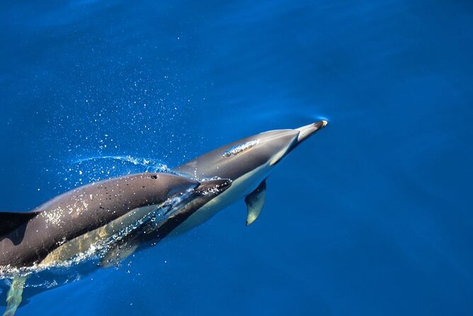 Swimming With Dolphins in Terceira Island - Overview of Swimming Experience