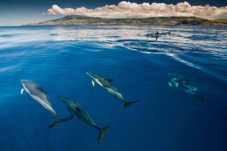Swimming With Dolphins in Terceira Island - Booking Details