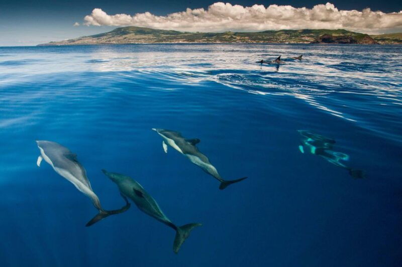 Swimming with Dolphins in Terceira Island - Introduction