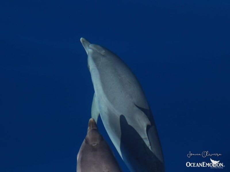 Swimming with Dolphins in Terceira Island - Good To Know