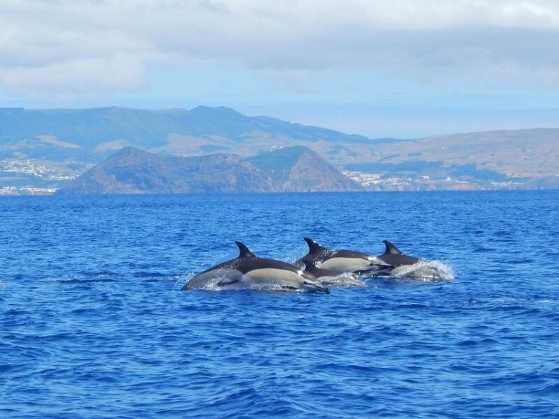 Swimming with Dolphins in Terceira Island - Why This Tour Stands Out