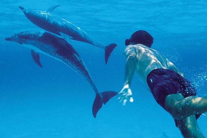 Swimming With Dolphins in Zanzibar - Good To Know