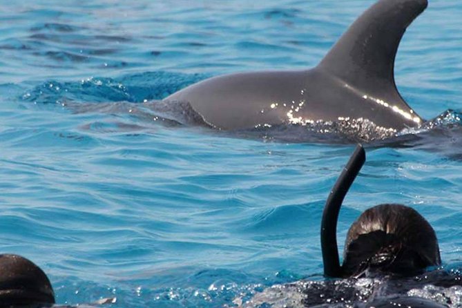 Swimming With Dolphins in Zanzibar - Start Time