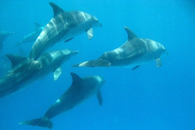 Swimming With Dolphins in Zanzibar - What to Expect
