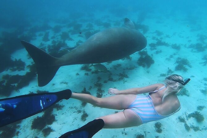 Swimming With Dugong & Turtles in Abo Dabab Marsa Alam :Hurghada - Cancellation Policy