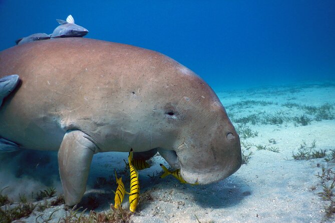 Swimming With Dugong & Turtles in Abo Dabab Marsa Alam :Hurghada - Important Notes