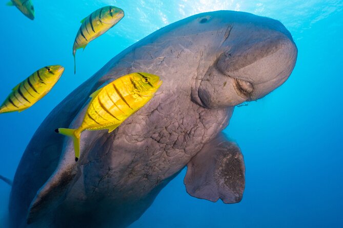 Swimming With Dugong & Turtles in Abo Dabab Marsa Alam :Hurghada - Directions