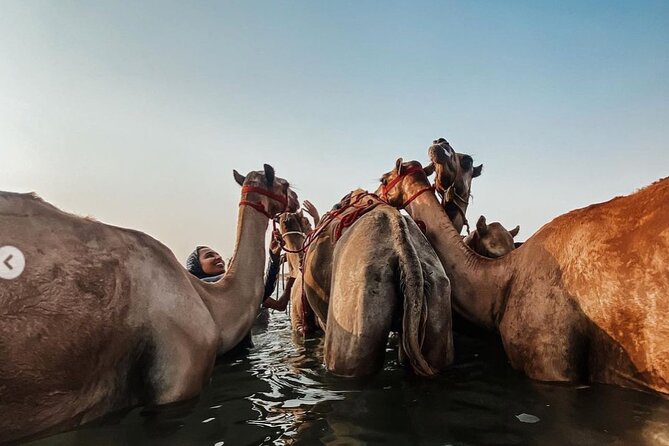 Swimming With Race Camels Experience - Booking Confirmation and Accessibility