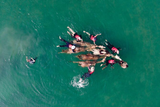 Swimming With Race Camels Experience - Tour Details and Operator Information